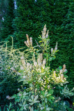 Load image into Gallery viewer, Variegated Sweet Pepperbush - Clethra alnifolia &#39;Woodlander&#39;s Sarah&#39;
