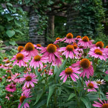 Load image into Gallery viewer, PowWow Wild Berry Coneflower - Echinacea purpurea 'PowWow Wild Berry'
