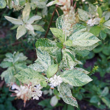 Load image into Gallery viewer, Variegated Sweet Pepperbush - Clethra alnifolia &#39;Woodlander&#39;s Sarah&#39;
