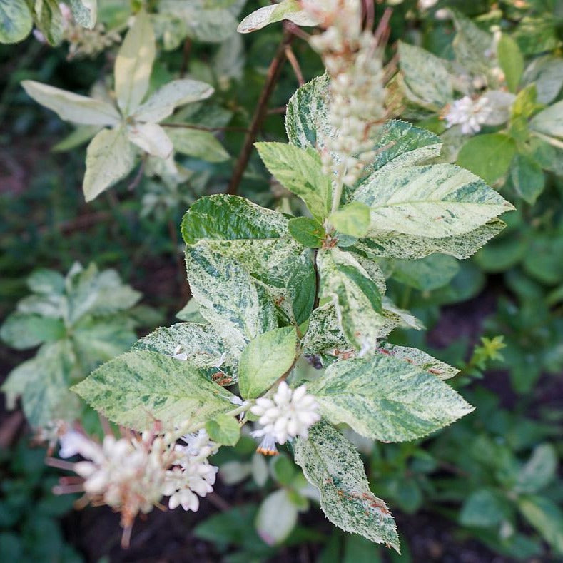 Variegated Sweet Pepperbush - Clethra alnifolia 'Woodlander's Sarah'