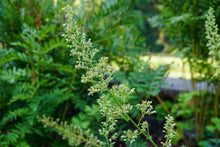 Load image into Gallery viewer, Autumn Bride Hairy Alumroot - Heuchera villosa 'Autumn Bride'

