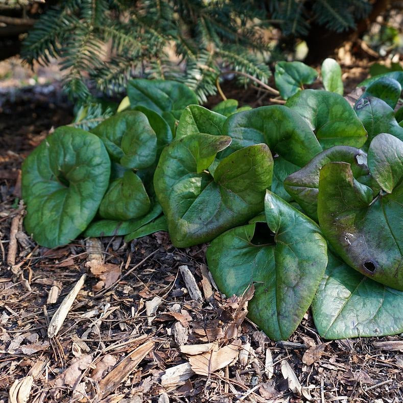 Little Brown Jug - Hexastylis arifolia