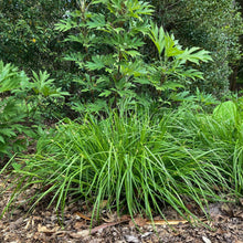 Load image into Gallery viewer, Creek Sedge - Carex amphibola
