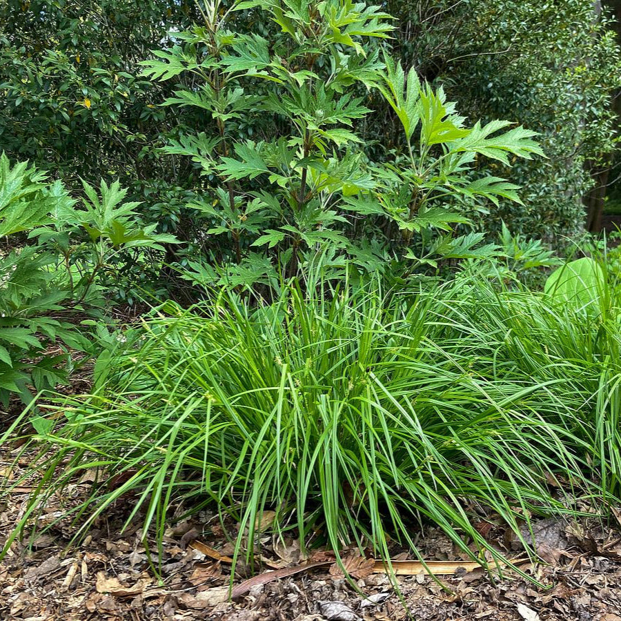 Creek Sedge - Carex amphibola