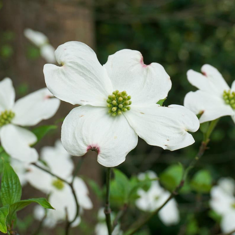 Appalachian Angel Flowering Dogwood - Cornus florida 'Appalachian Angel'