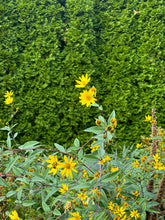 Load image into Gallery viewer, Eggert&#39;s Sunflower - Helianthus eggertii
