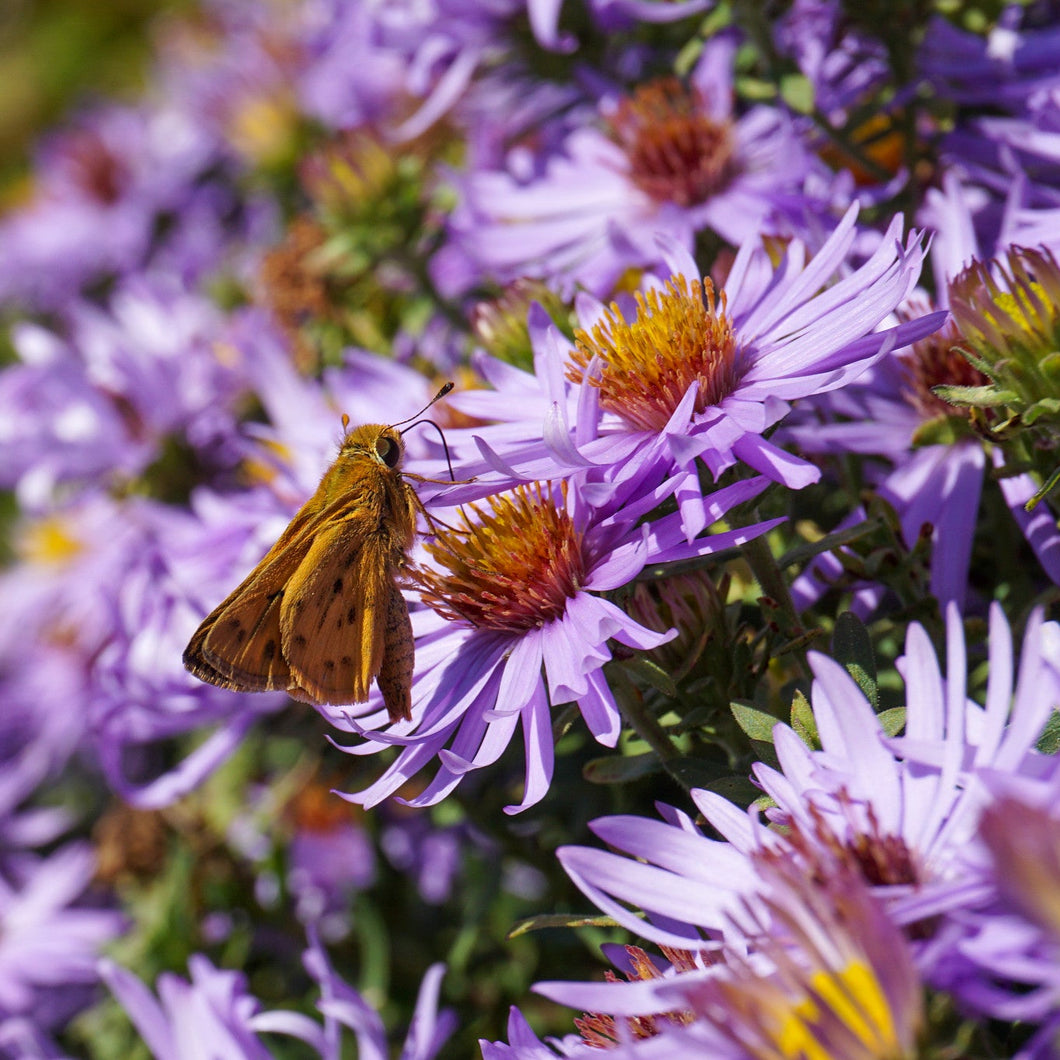 Twilight Sky Aromatic Aster - Symphyotrichum oblongifolium 'Twilight Sky'