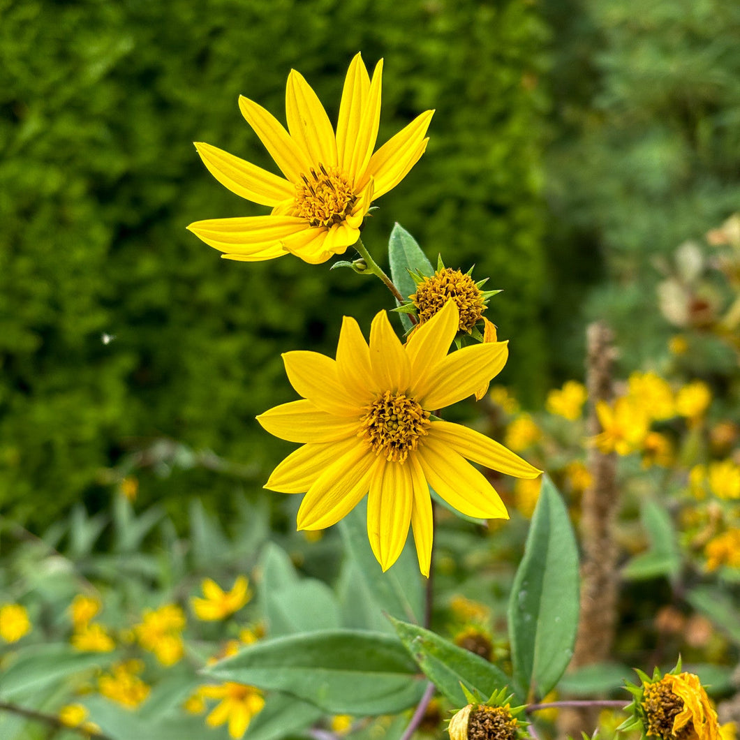 Eggert's Sunflower - Helianthus eggertii