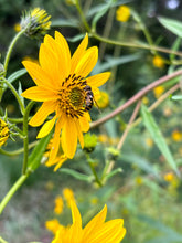 Load image into Gallery viewer, Eggert&#39;s Sunflower - Helianthus eggertii
