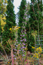 Load image into Gallery viewer, Smallhead Blazing Star - Liatris microcephala
