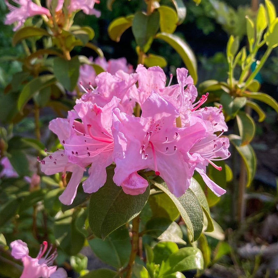 Chapman's Rhododendron - Rhododendron minus var. chapmanii