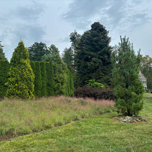 Load image into Gallery viewer, Undaunted Seep Muhly Grass - Muhlenbergia reverchonii &#39;PUND01S&#39; Undaunted®
