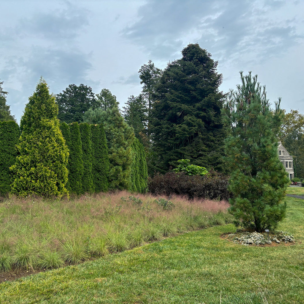 Undaunted Seep Muhly Grass - Muhlenbergia reverchonii 'PUND01S' Undaunted®