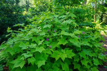 Load image into Gallery viewer, Flowering Raspberry - Rubus odoratus
