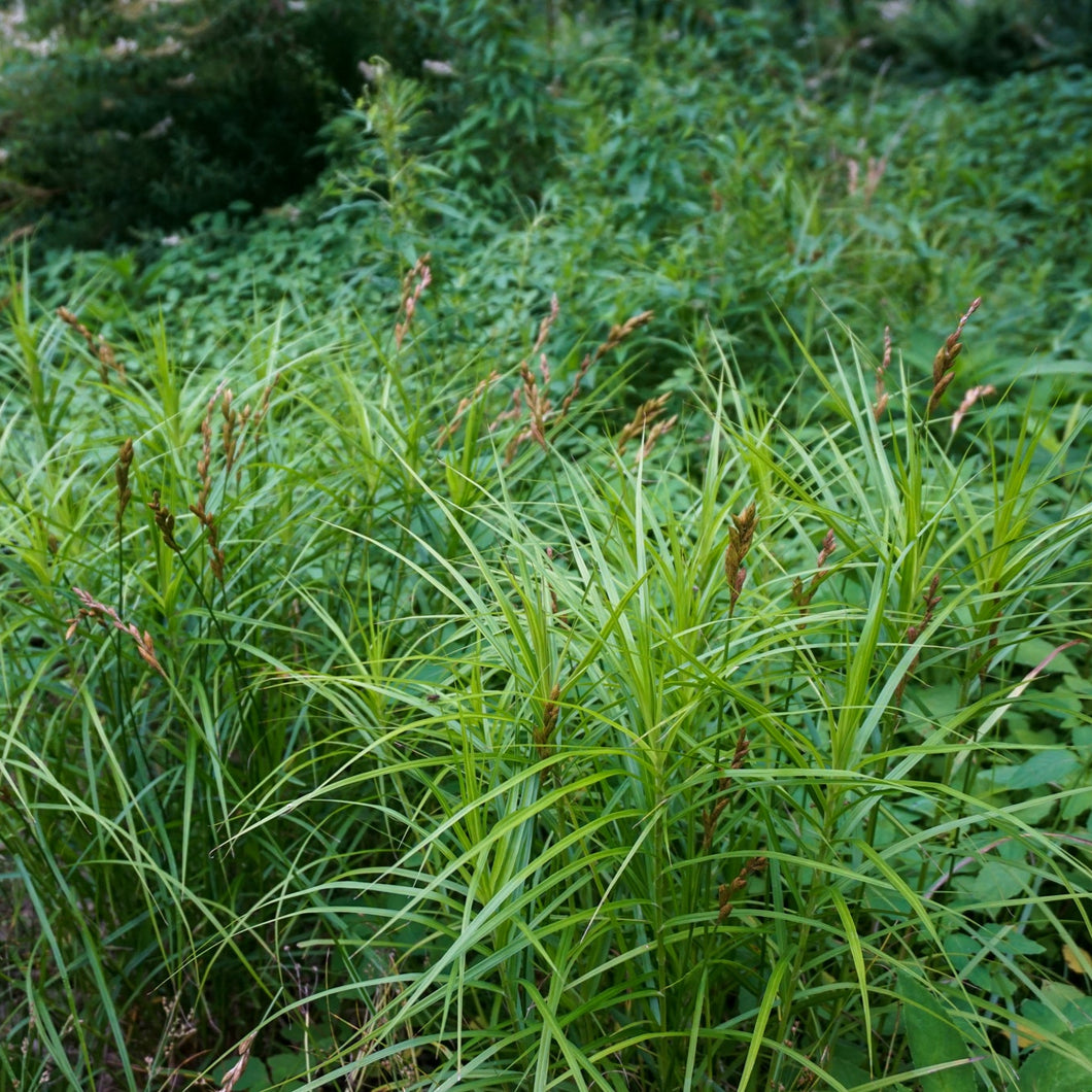 Palm Sedge - Carex muskigimensis