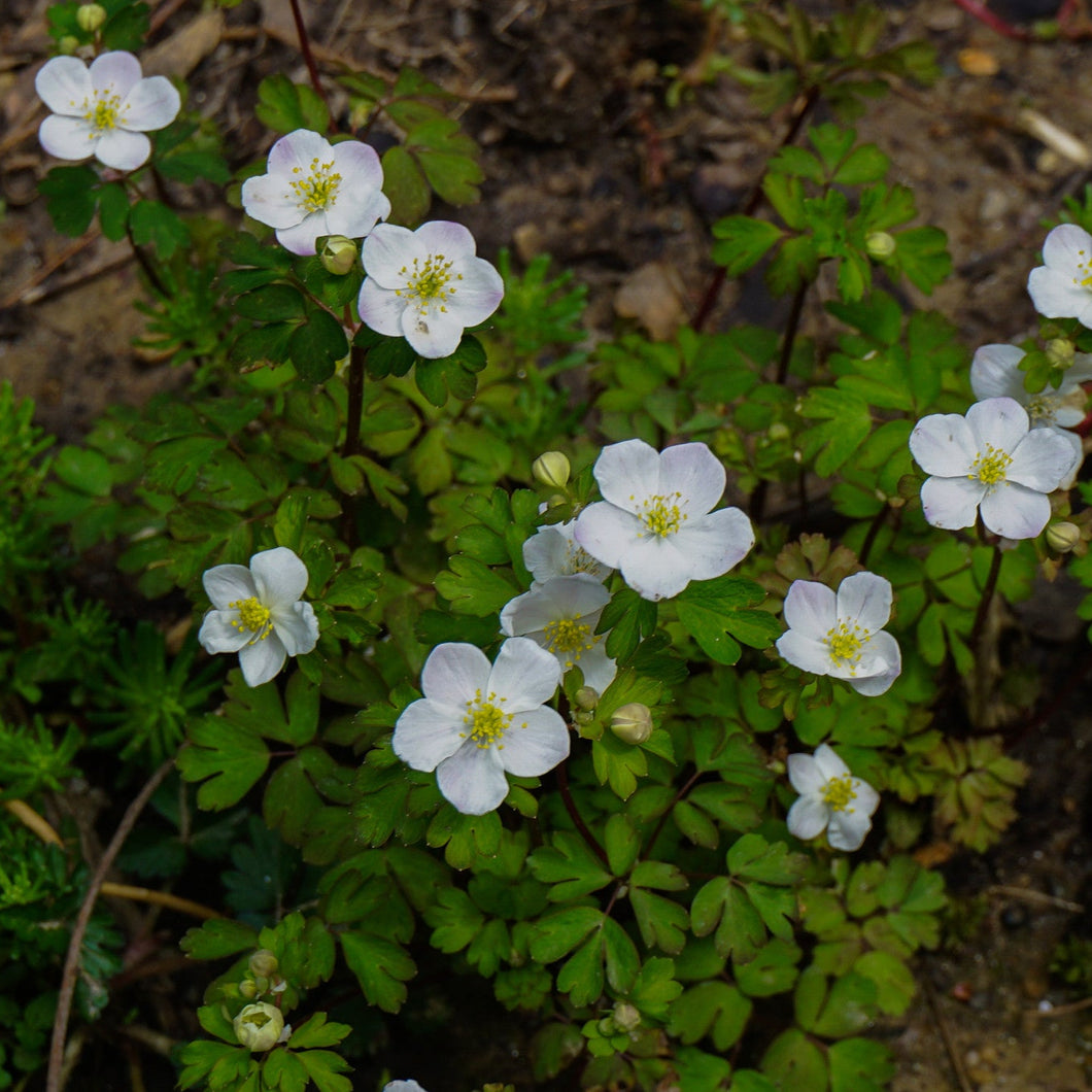 False Rue Anemone - Isopyrum biternatum