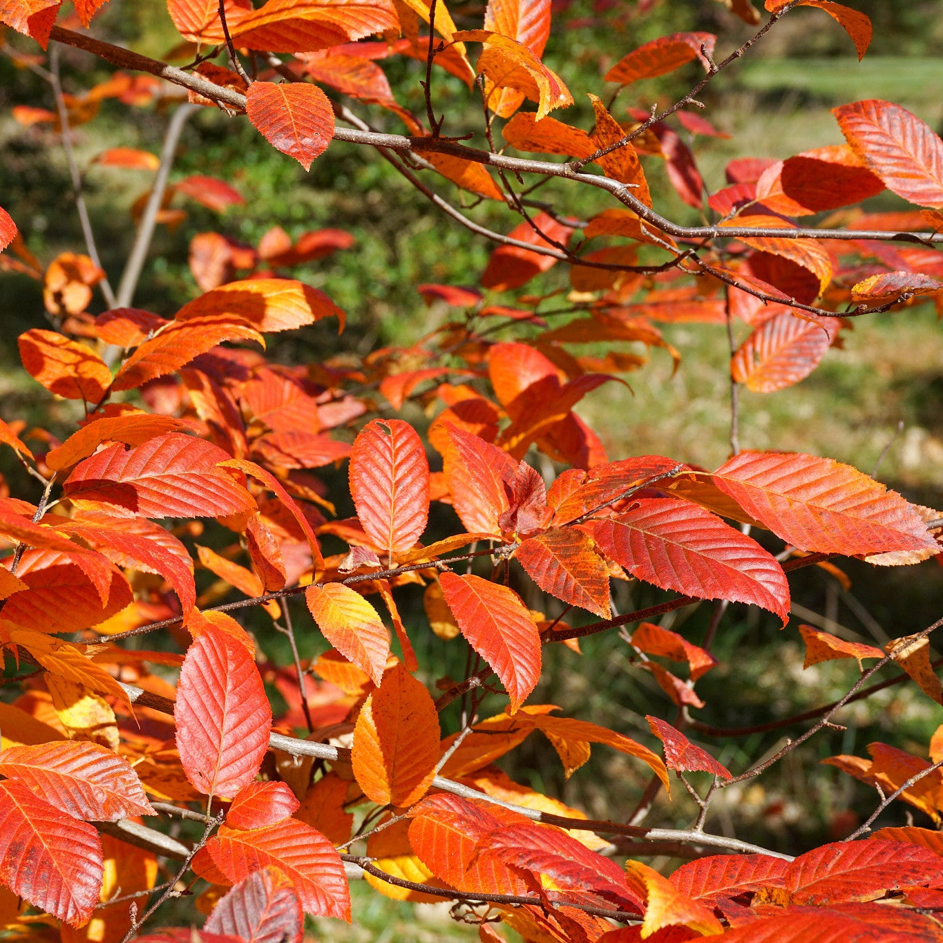 Iron Cascade American Musclewood - Carpinus caroliniana 'Iron Cascade ...