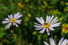 Load image into Gallery viewer, Carolina Pink False Aster - Boltonia asteroides &#39;Carolina Pink&#39;
