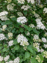 Load image into Gallery viewer, Blue Muffin Arrowwood - Viburnum dentatum &#39;Christom&#39; Blue Muffin®
