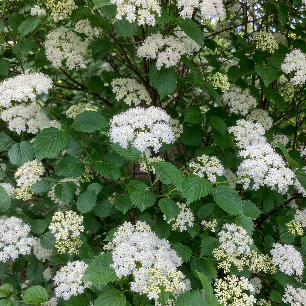 Moonglow Arrowwood - Viburnum dentatum 'Moonglow'