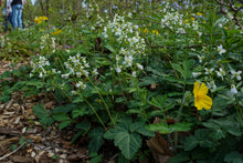 Load image into Gallery viewer, Broadleaf Toothwort - Cardamine diphylla
