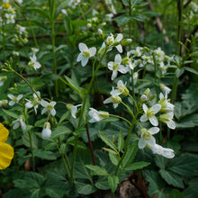 Load image into Gallery viewer, Broadleaf Toothwort - Cardamine diphylla
