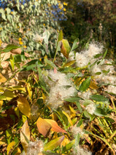 Load image into Gallery viewer, Groundsel Bush - Baccharis halimifolia

