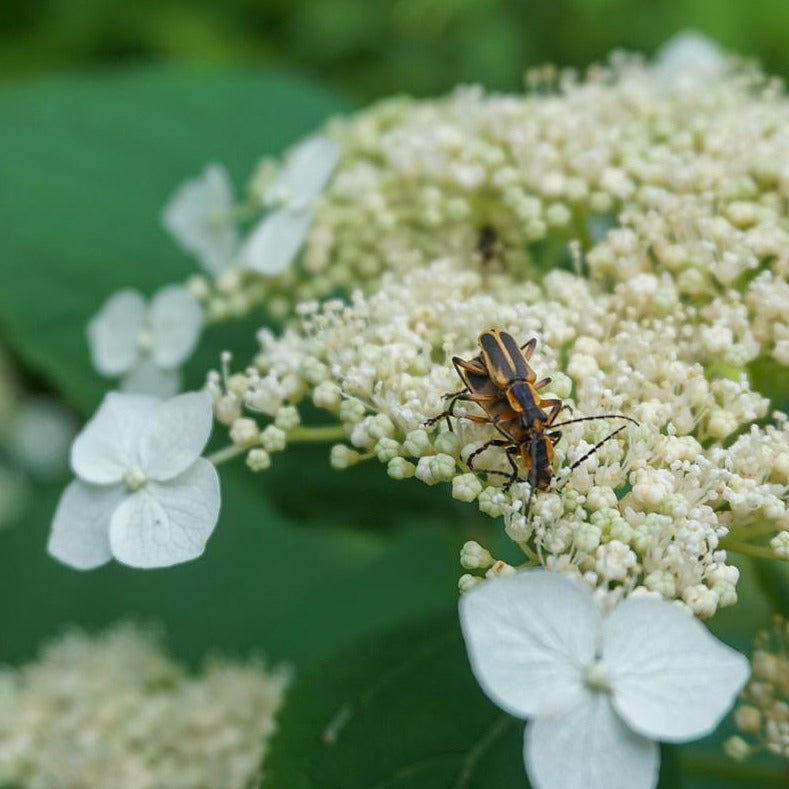 Smooth Hydrangea - Hydrangea arborescens