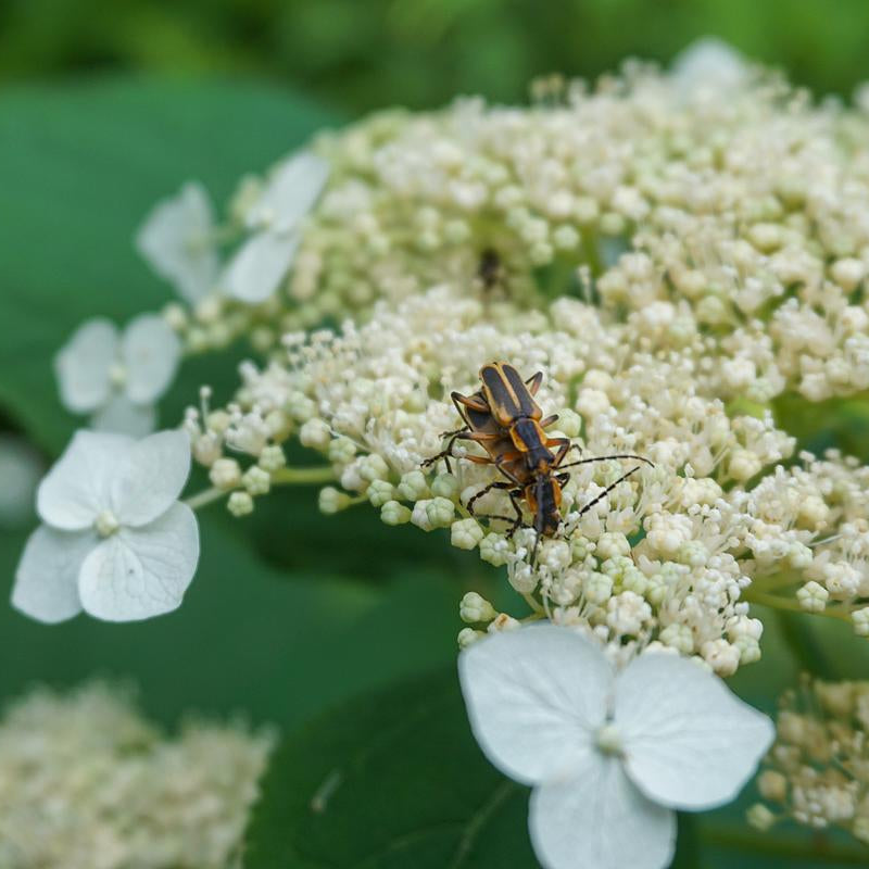 Riven Lace Smooth Hydrangea - Hydrangea arborescens 'Riven Lace'