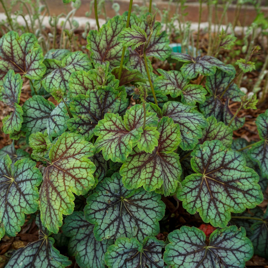 Dale's Strain American Alumroot - Heuchera americana 'Dale's Strain'