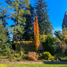 Load image into Gallery viewer, Newton Sentry Sugar Maple - Acer saccharum 'Newton Sentry'
