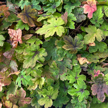 Load image into Gallery viewer, Octoraro Foamflower - Tiarella cordifolia &#39;Octoraro&#39;
