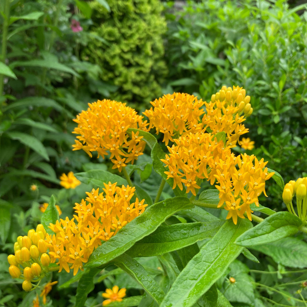 Hello Yellow Butterfly Milkweed - Asclepias tuberosa 'Hello Yellow'
