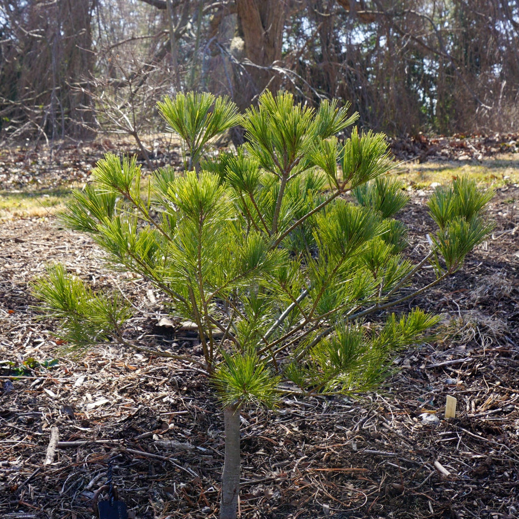 Caboose Eastern White Pine - Pinus strobus 'Caboose'