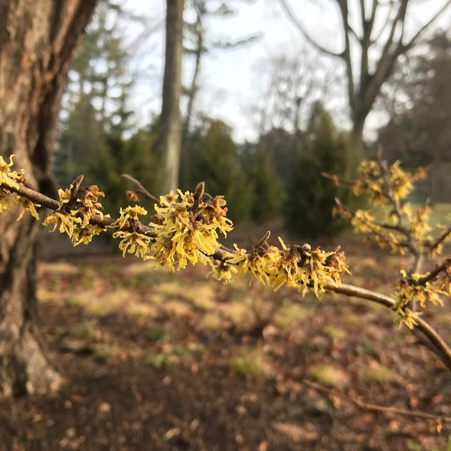 Green Thumb American Witch Hazel - Hamamelis virginiana 'Green Thumb'