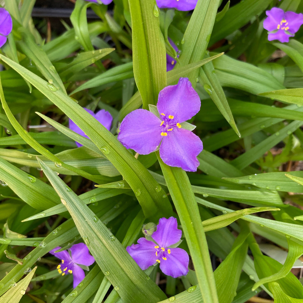 Ozark Spiderwort - Tradescantia ozarkana