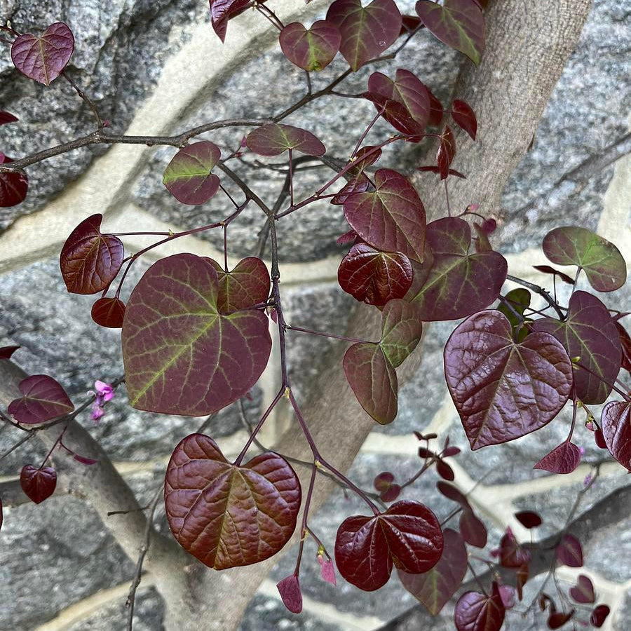 Burgundy Hearts Eastern Redbud - Cercis canadensis 'Greswan' Burgundy Hearts®