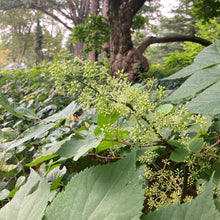 Load image into Gallery viewer, American Spikenard - Aralia racemosa
