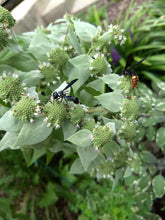 Load image into Gallery viewer, Clustered Mountain Mint - Pycnanthemum muticum
