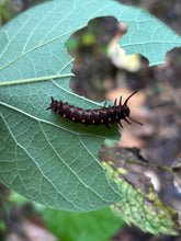 Load image into Gallery viewer, Woolly Pipevine - Aristolochia tomentosa
