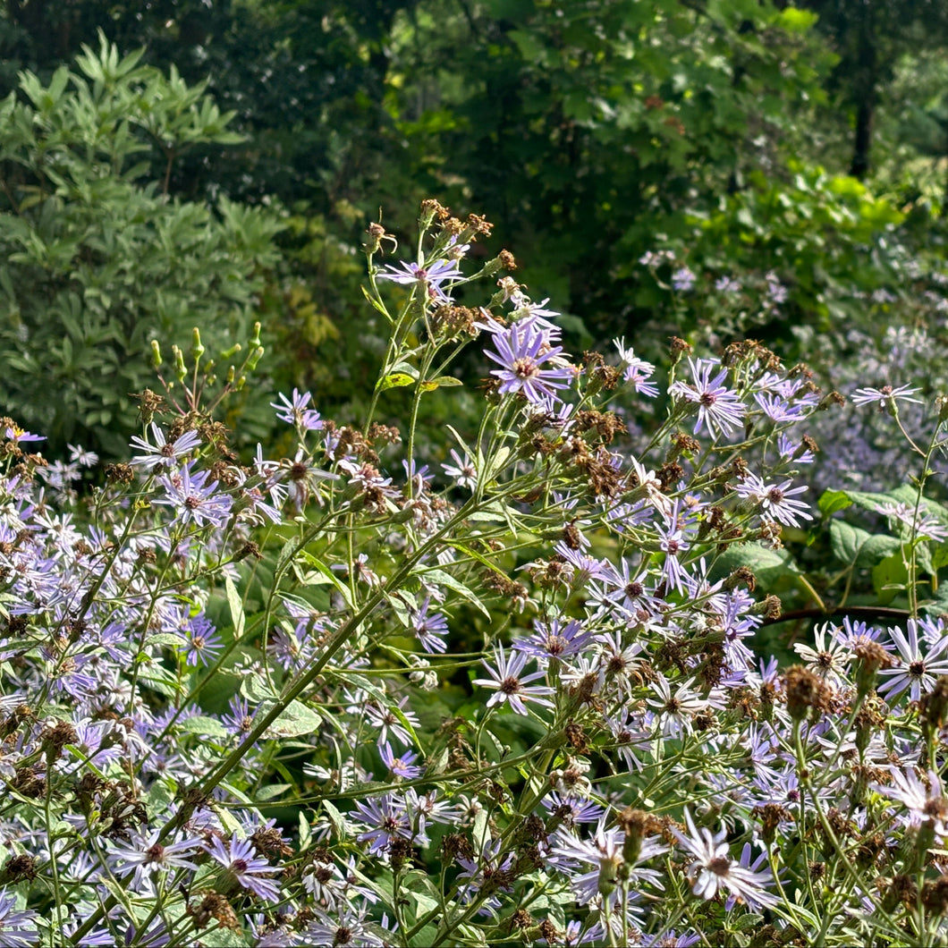 Twilight Bigleaf Aster - Eurybia macrophylla 'Twilight'
