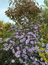 Load image into Gallery viewer, Lady in Black Calico Aster - Symphyotrichum lateriflorum 'Lady in Black'
