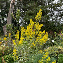 Load image into Gallery viewer, Showy Goldenrod - Solidago speciosa
