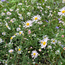 Load image into Gallery viewer, Carolina Pink False Aster - Boltonia asteroides &#39;Carolina Pink&#39;
