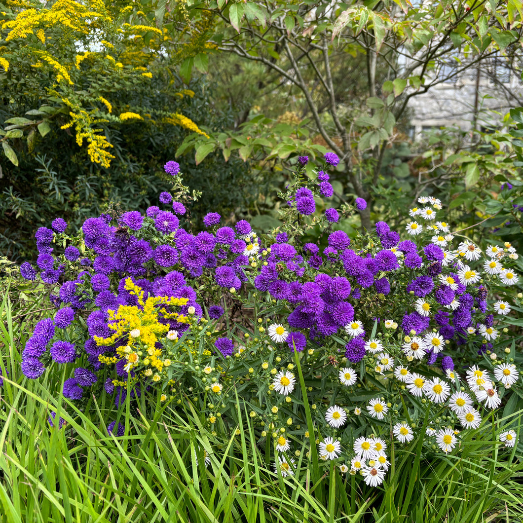 Blue Bayou New York Aster - Symphyotrichum novae-belgii 'Blue Bayou'