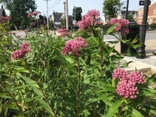 Load image into Gallery viewer, Swamp Milkweed - Asclepias incarnata
