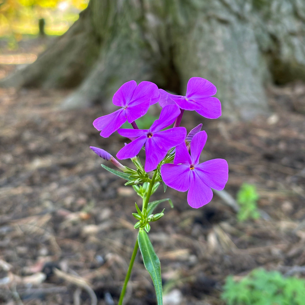 Wanda Phlox - Phlox 'Wanda'