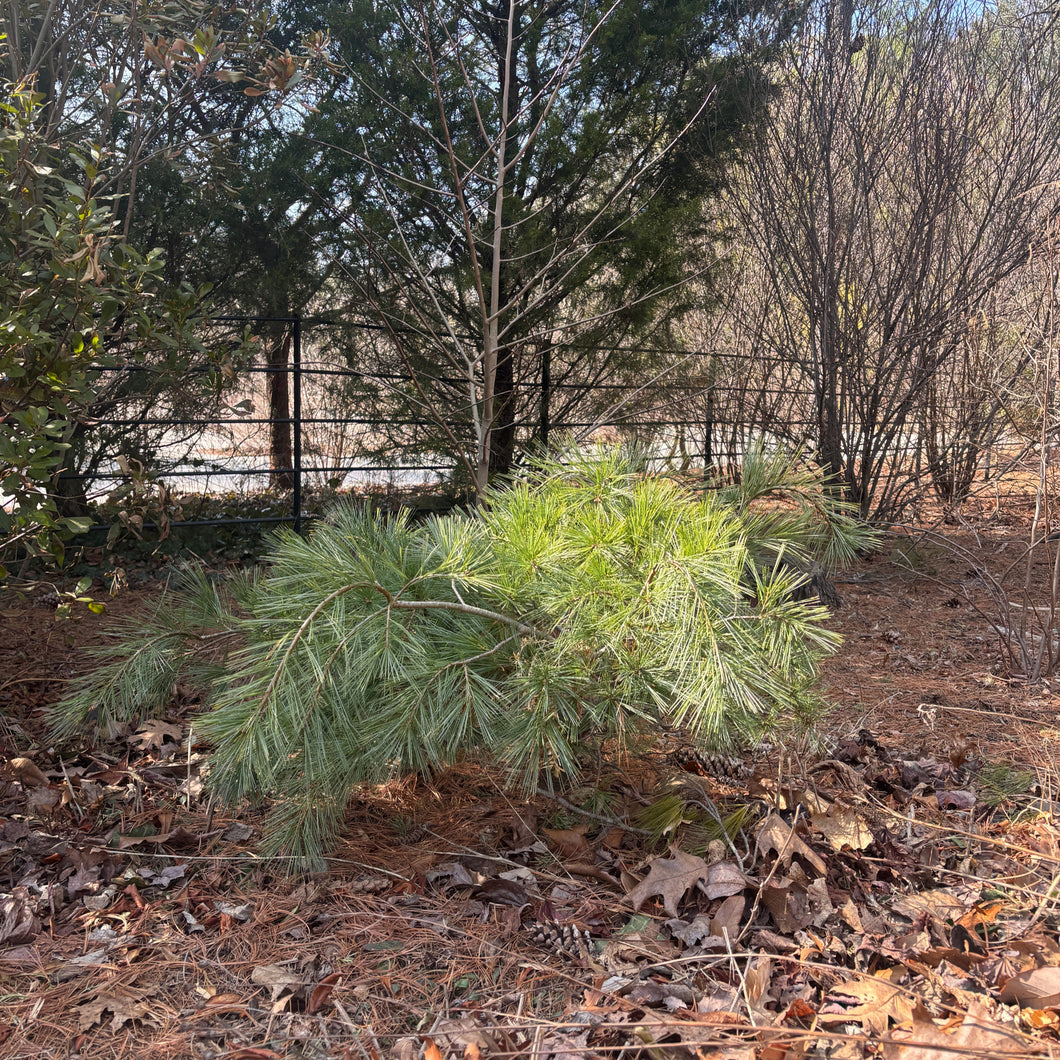 Shaggy Dog Eastern White Pine - Pinus strobus 'Shaggy Dog'