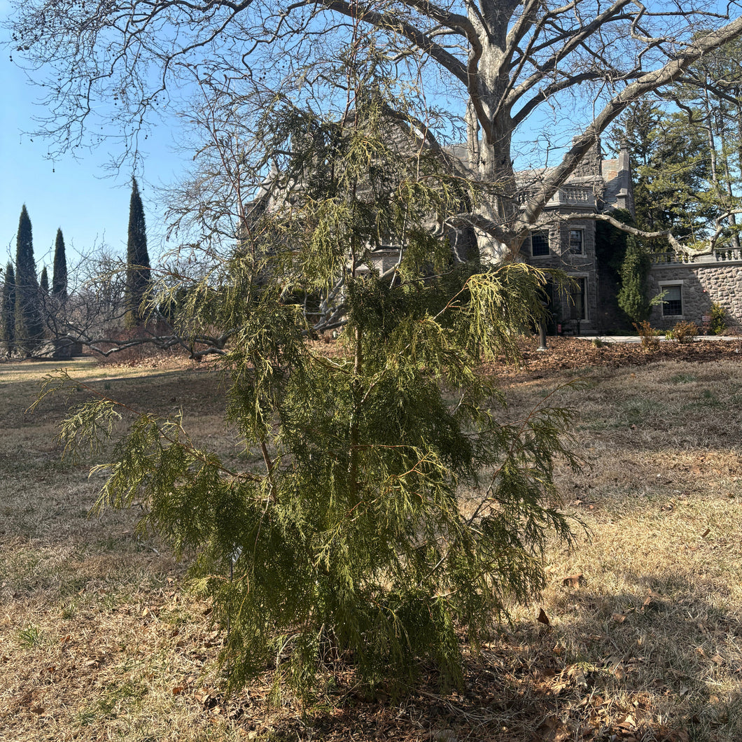 Quebec Weeping American Arborvitae - Thuja occidentalis 'Quebec Weeping'