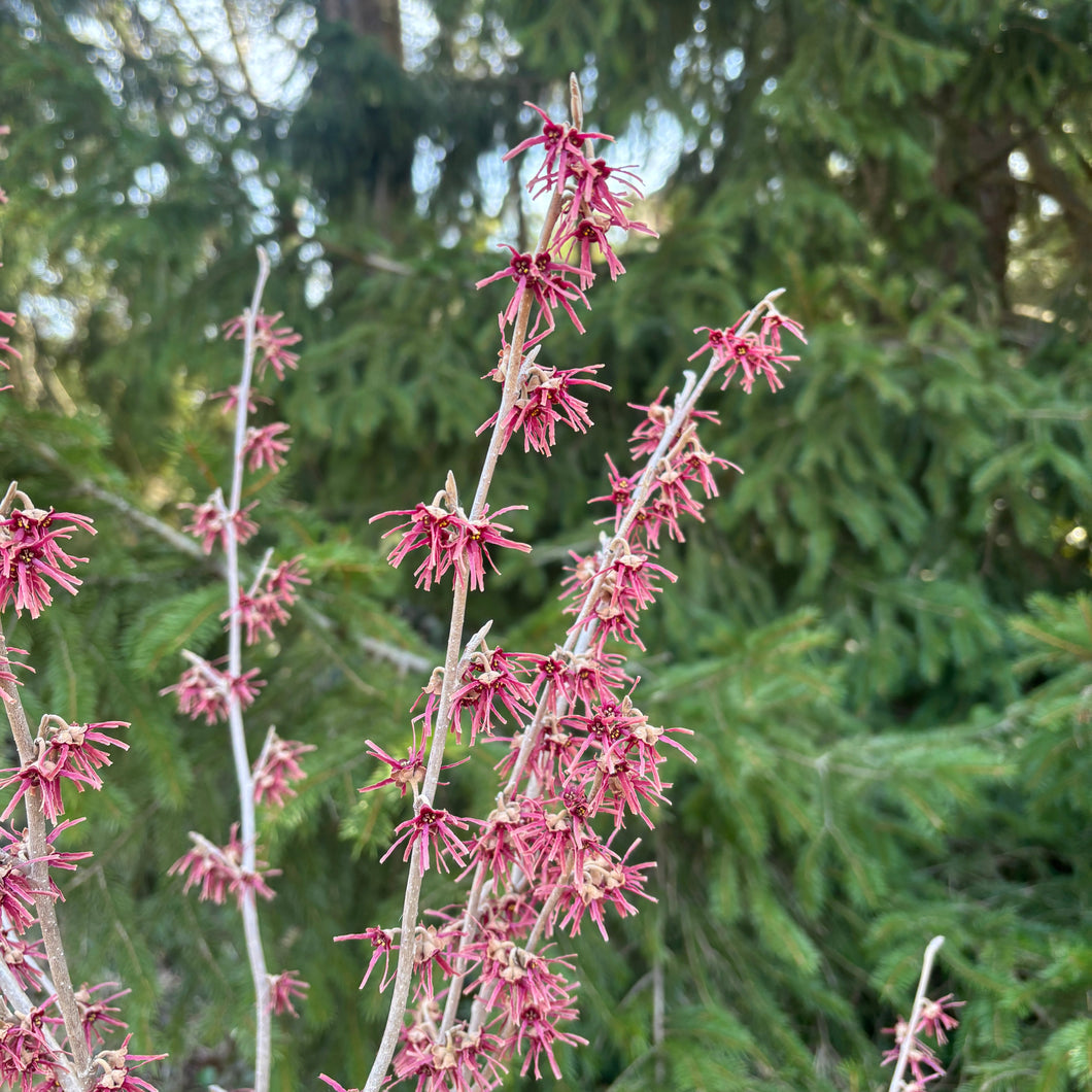 Kohankie Red Ozark Witch Hazel - Hamamelis vernalis 'Kohankie Red'